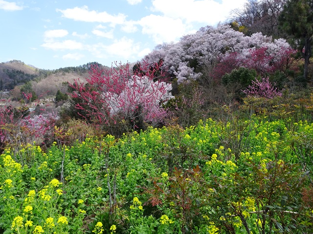 花見山