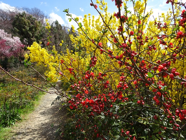 花見山