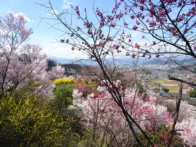 花見山