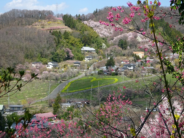花見山