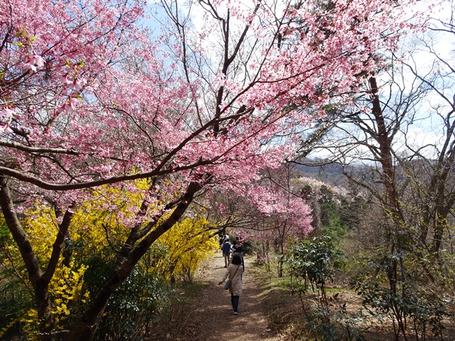 花見山
