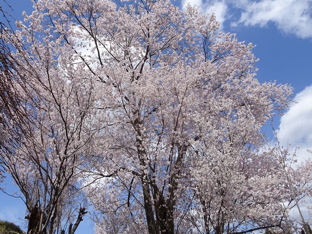 花見山