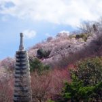 花見山