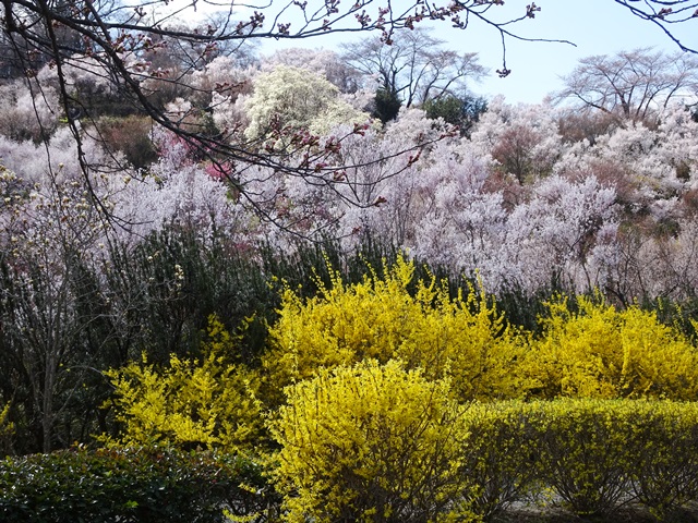花見山