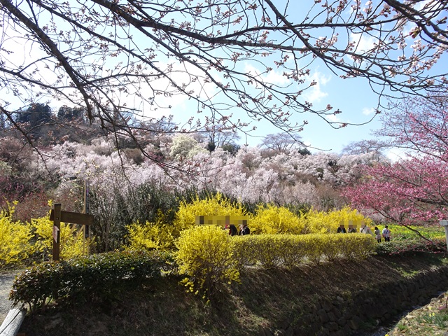花見山
