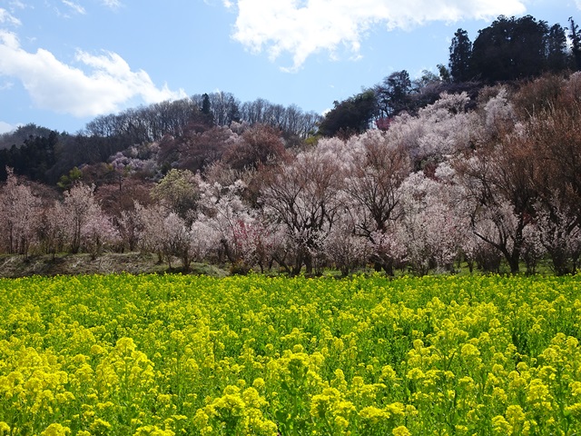 花見山