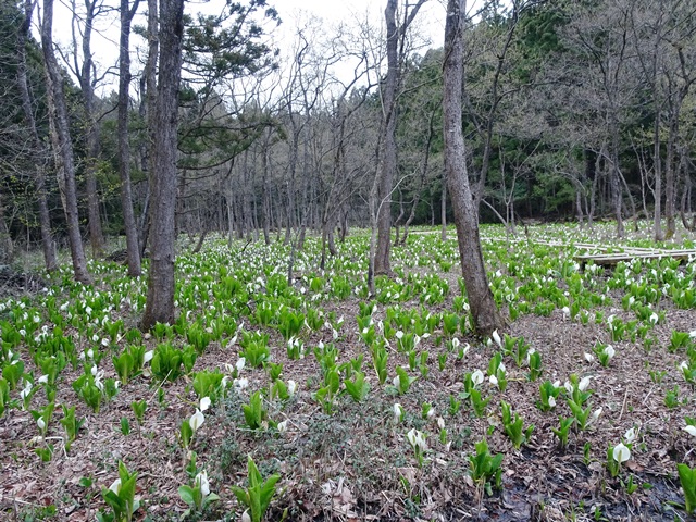 水芭蕉公園
