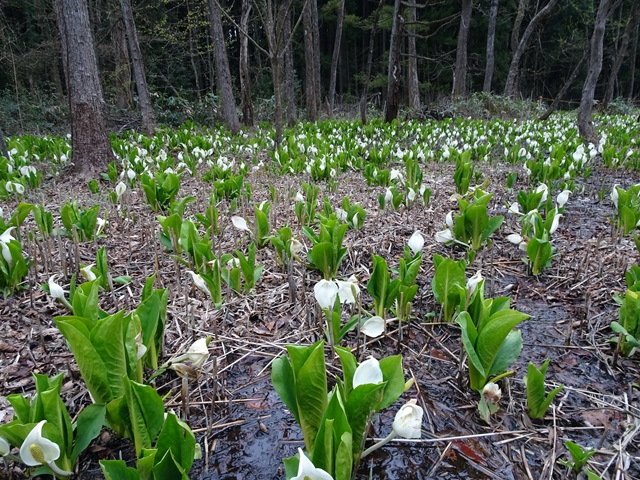 水芭蕉公園
