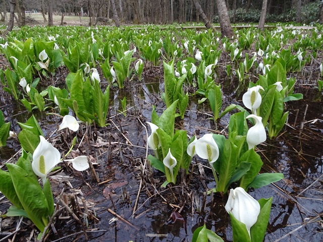 水芭蕉公園