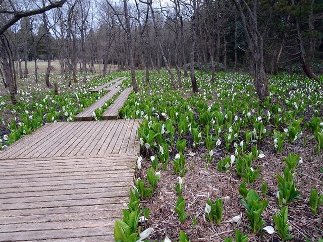 水芭蕉公園
