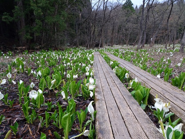 水芭蕉公園
