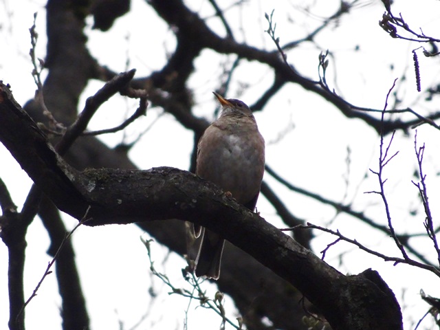 水芭蕉公園