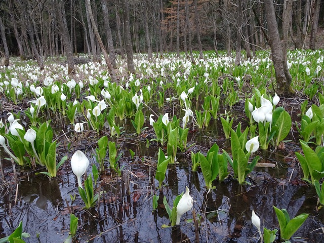 水芭蕉公園