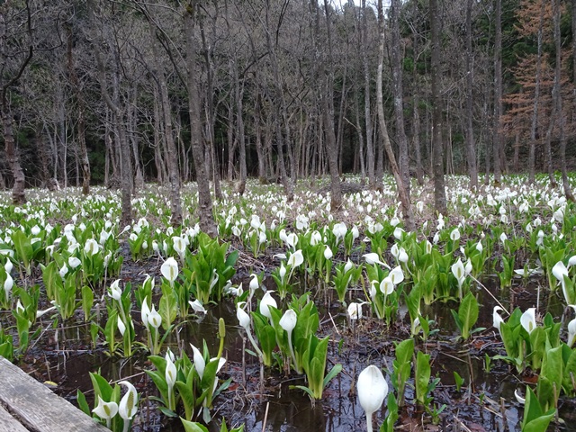 水芭蕉公園