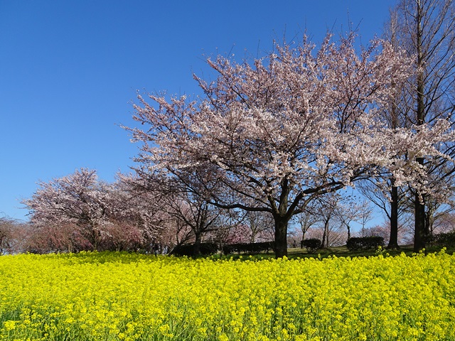 上堰潟公園