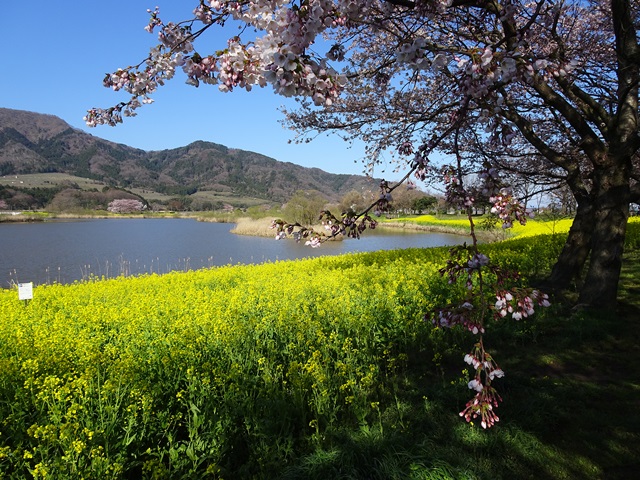 上堰潟公園