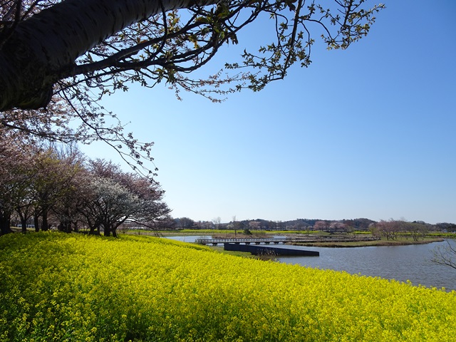 上堰潟公園