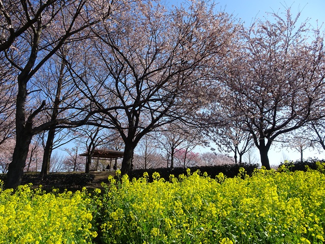 上堰潟公園