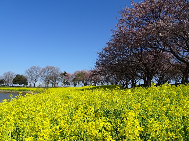上堰潟公園