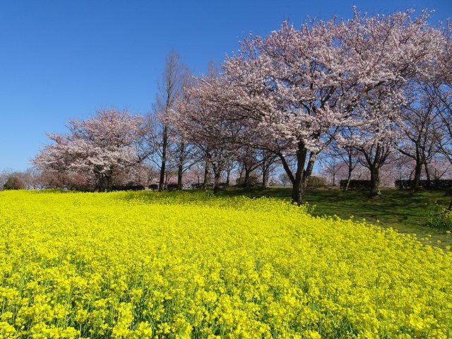 上堰潟公園