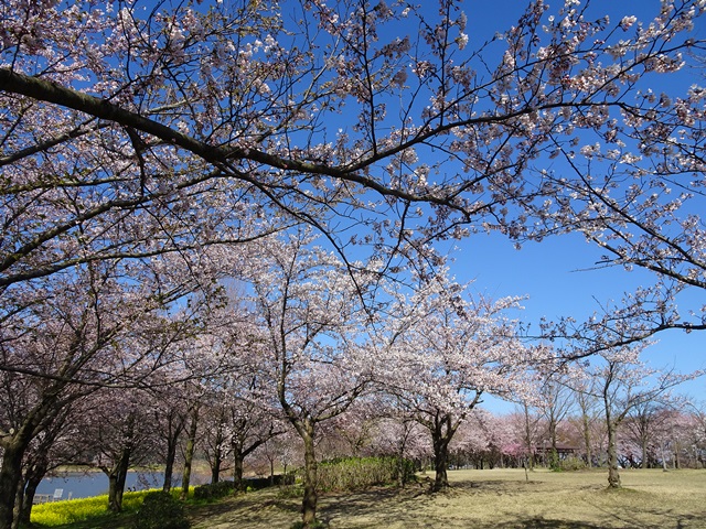 上堰潟公園
