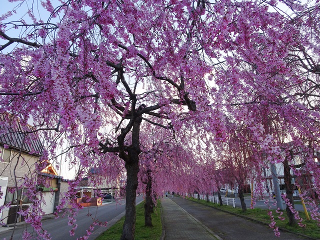 日中線記念しだれ桜