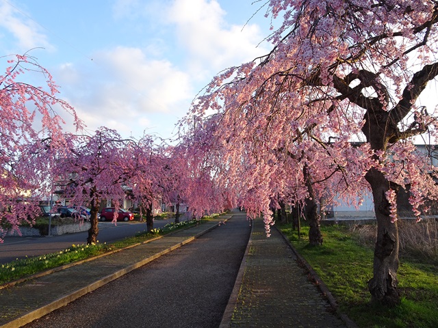 日中線記念しだれ桜