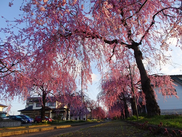日中線記念しだれ桜