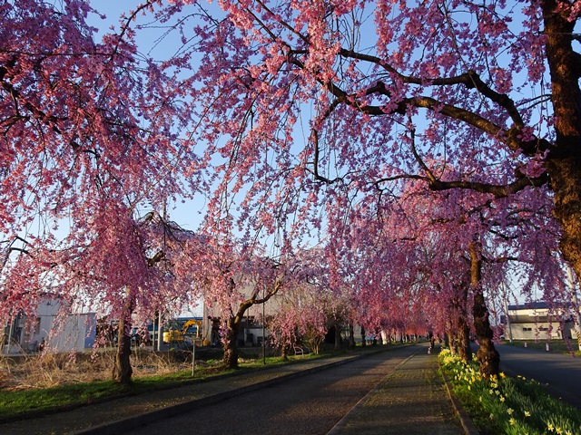 日中線記念しだれ桜