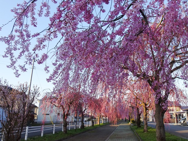 日中線記念しだれ桜