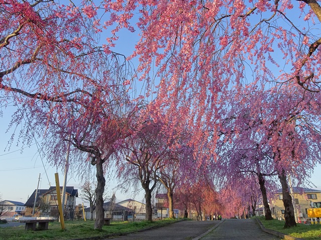 日中線記念しだれ桜