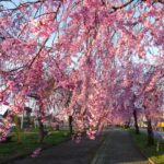 日中線記念しだれ桜