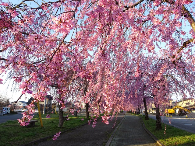 日中線記念しだれ桜