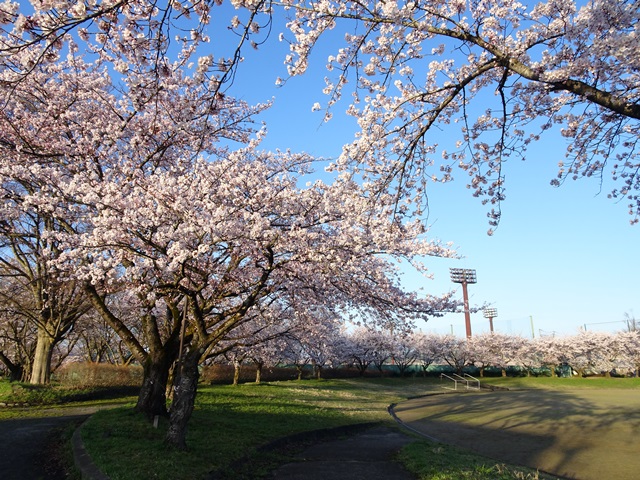 日中線記念しだれ桜