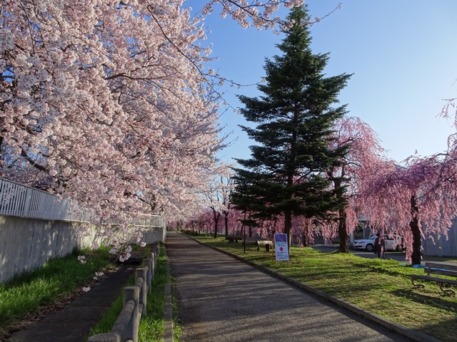 日中線記念しだれ桜
