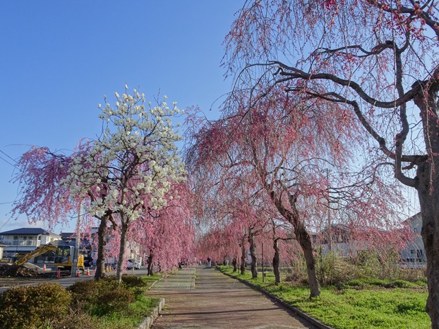日中線記念しだれ桜