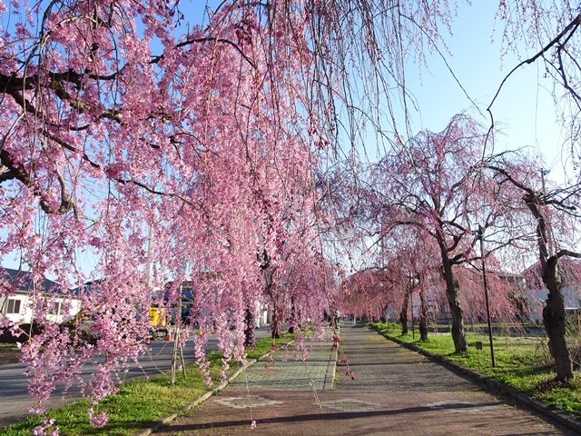 日中線記念しだれ桜