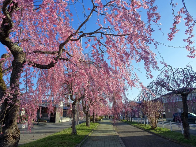 日中線記念しだれ桜