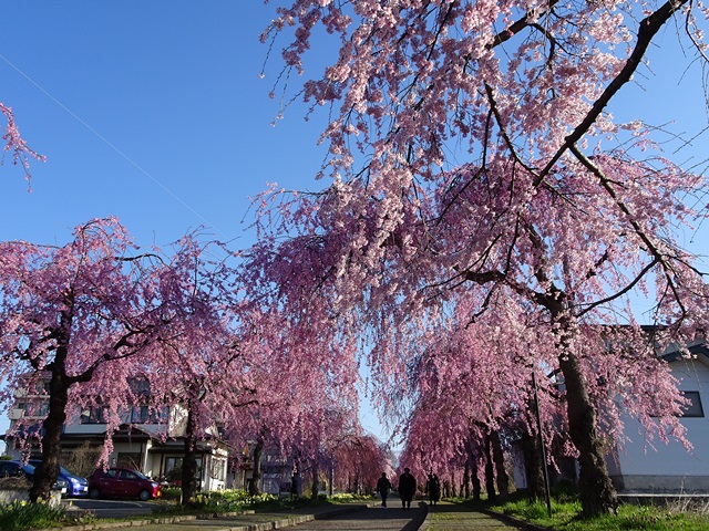 日中線記念しだれ桜