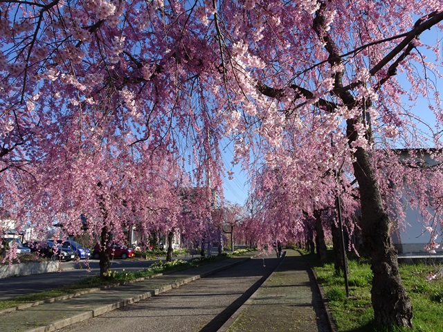 日中線記念しだれ桜