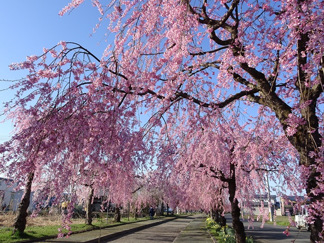 日中線記念しだれ桜