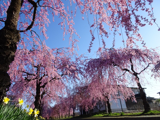 日中線記念しだれ桜
