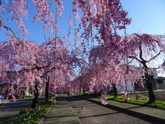 日中線記念しだれ桜