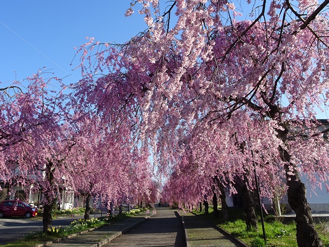 日中線記念しだれ桜