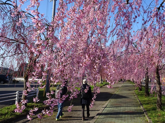 日中線記念しだれ桜
