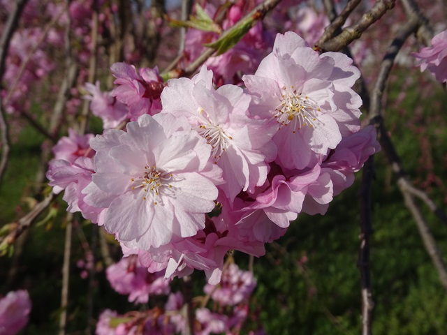日中線記念しだれ桜