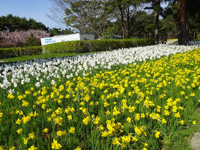 ひたち海浜公園