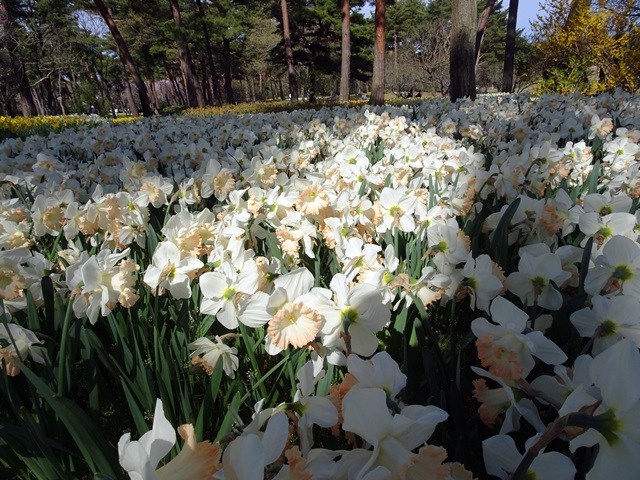 ひたち海浜公園