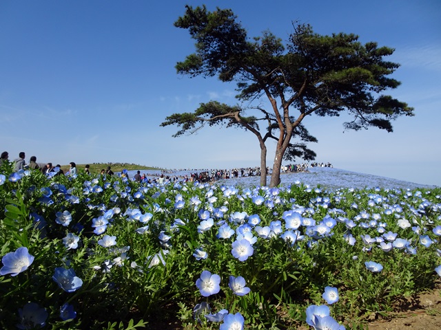 ひたち海浜公園