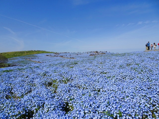 ひたち海浜公園
